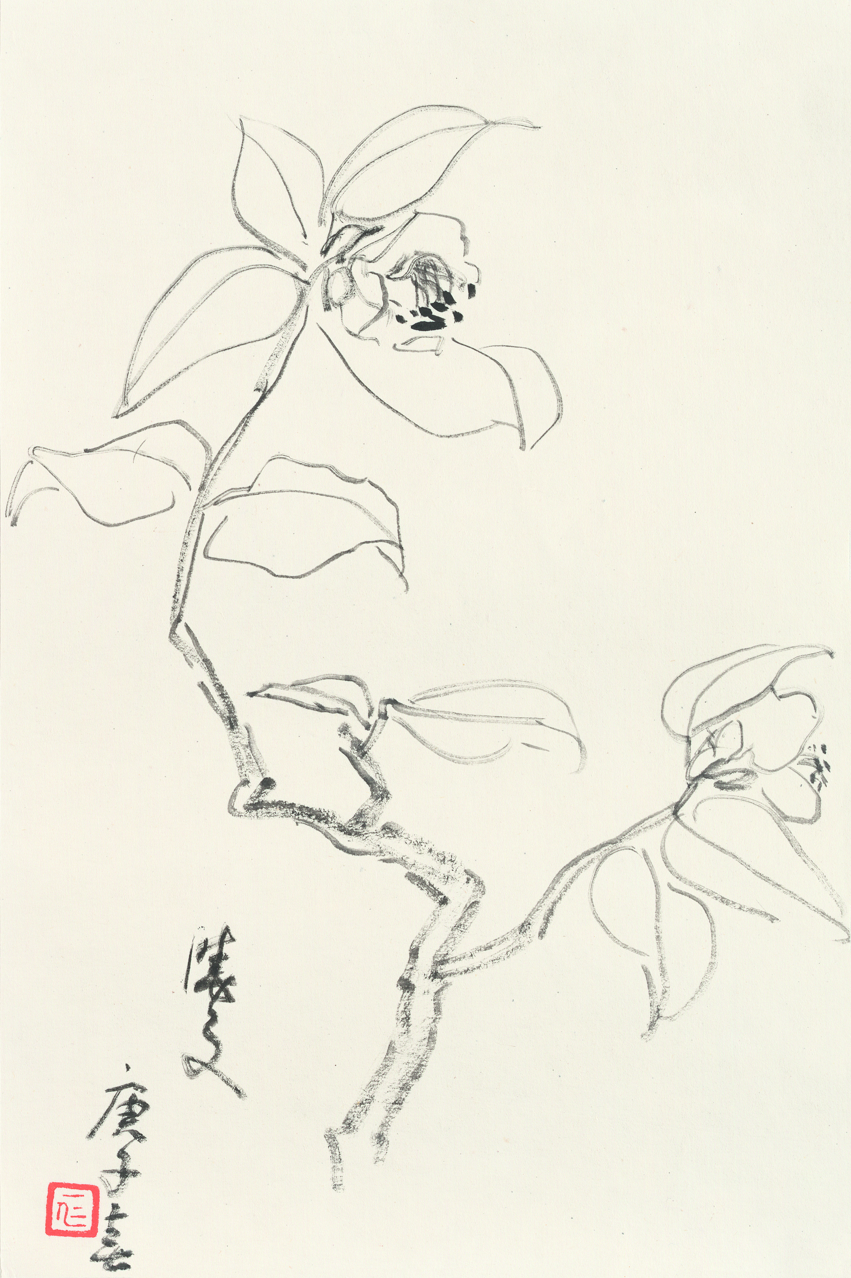 茶花 34cm×22.5cm 2020年.jpg