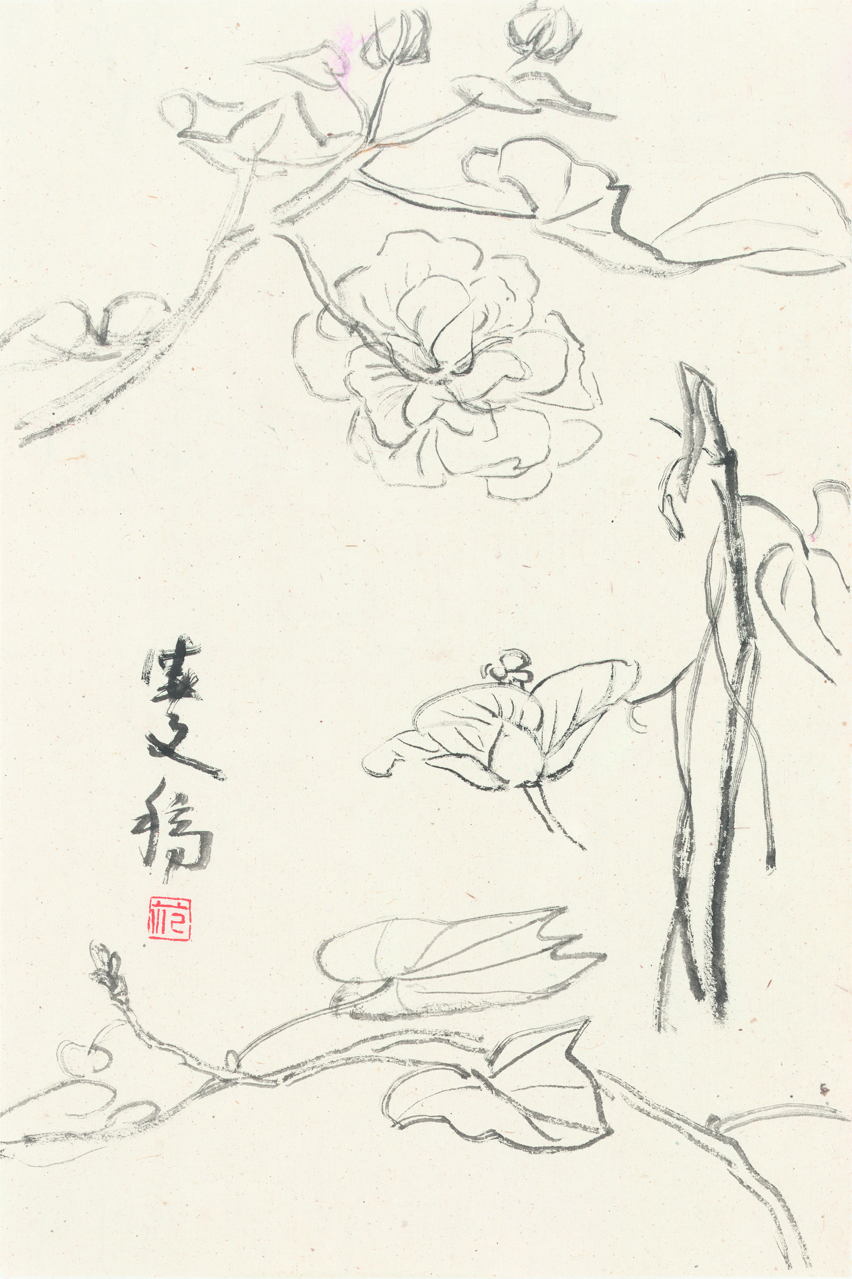 芙蓉 35.5cm×24cm 2020年.jpg